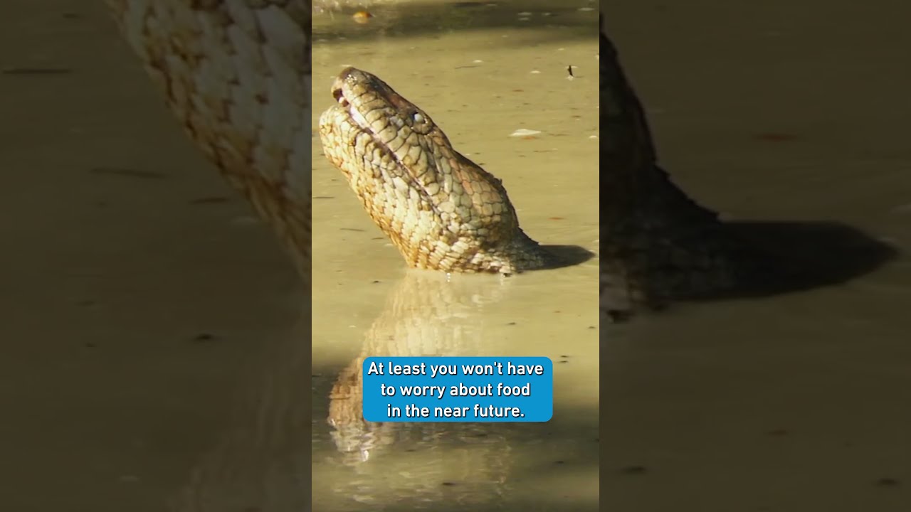 Anaconda 100 KG With A Few Meals Per Year