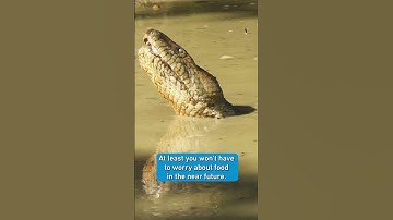 Thumbnail of Anaconda - 100 KG with a few meals per year
