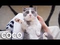 A Day In The Life With New Kitten Coco | *Grooming Day*