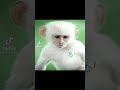 غاب الاسد فتره غاب الاسد فتره