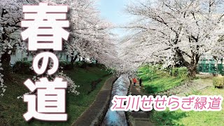 【江川せせらぎ緑道／横浜】桜とチューリップの共演　鳥のさえずりと川のせせらぎを聞きながら遊歩道を歩く