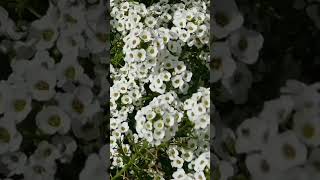 white flowers ASMR Relaxing Music | Relaxing Video ASMR | Relaxing MK