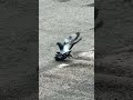 The romantic love story of a pigeon 😆♥️ #bird #birds #pigeon #pigeons
