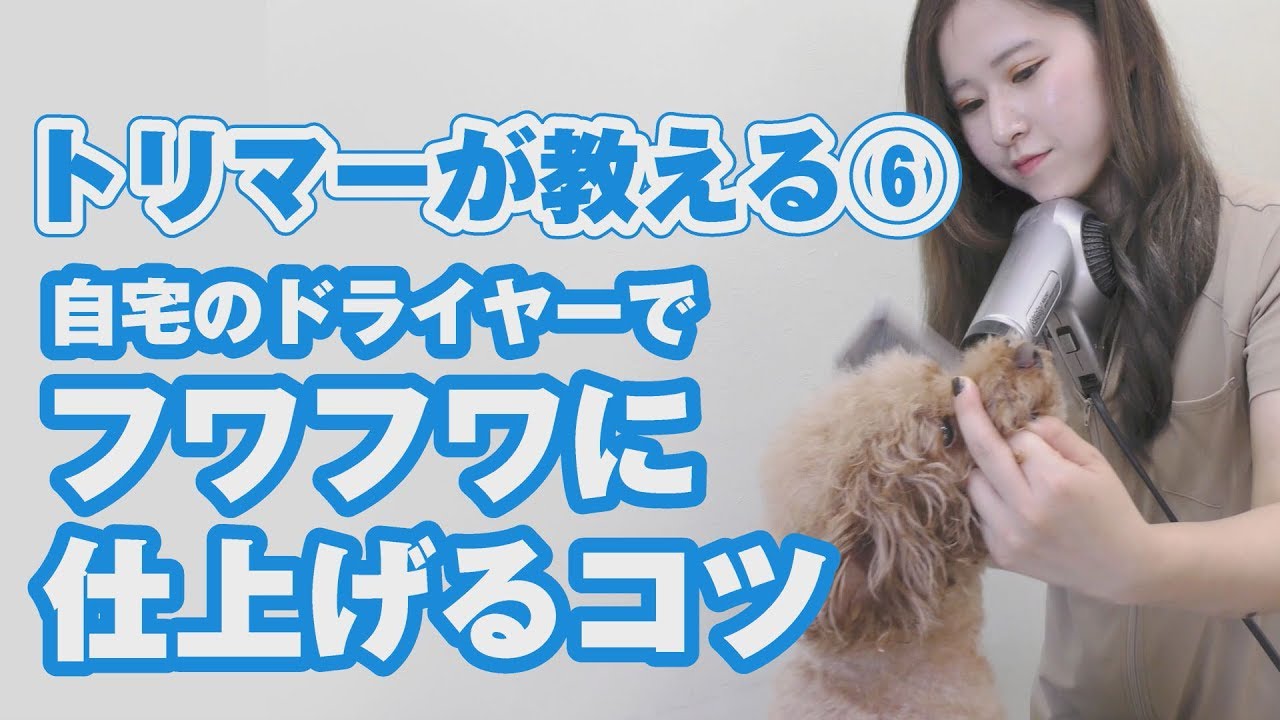 トリマーが教える 自宅のドライヤーでフワフワに仕上げるコツ Youtube トリマーが教える 自宅のドライヤーでフワフワに仕上げるコツ Youtube