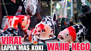 VIRAL !!! LAPAK MAS KOKI WAJIB NEGO || UPDATE HARGA IKAN MAS KOKI DI JATINEGARA TERBARU