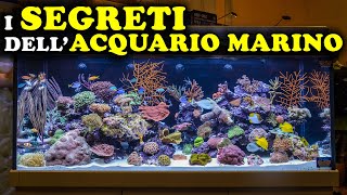 I SEGRETI DELL'ACQUARIO MARINO: UNA GUIDA PER PRINCIPIANTI - VITA ANIMALE