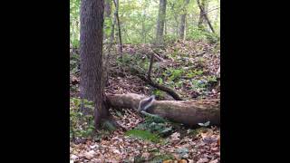 Squirrel Glitches Out On Trail Camera