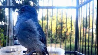 biasa di sebut burung sikatan ninon citron tledekan biru‼️Kicau Legends