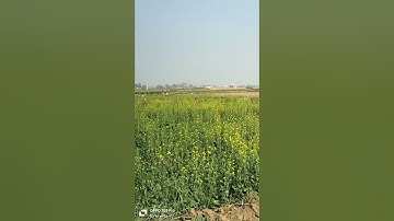 #a #plot #Patna #bairiya bus 🚌 stand se 5 km #sampatchak ke pass hai #residential #land