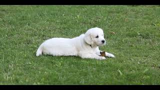 Chews A Puppy Google Video by Chews A Puppy 9,676 views 1 year ago 45 seconds