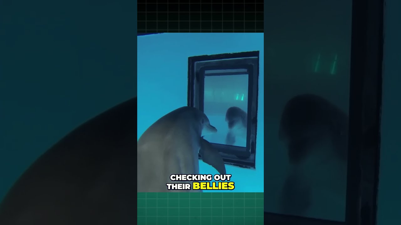 How Smart Are Dolphins 
