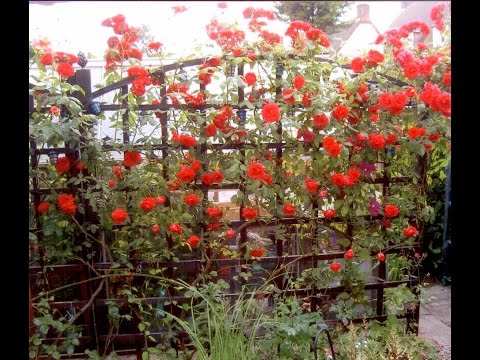 Video: Možnosti Za Ureditev Cvetličnega Vrta