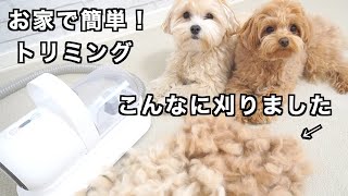 便利すぎる機械を使ってお家でトリミングをしたら愛犬が大変身しましたw【ペット用美容器 Neabot P1 Pro】