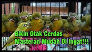 Masteran Pleci Merangsang Otak agar Keluar Materi