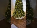 The Royal Fir 🎄 #kingofchristmas