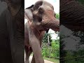 Largest and tallest land animals shorts elephant nature