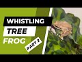 Whistling tree frogs in new zealand as pets