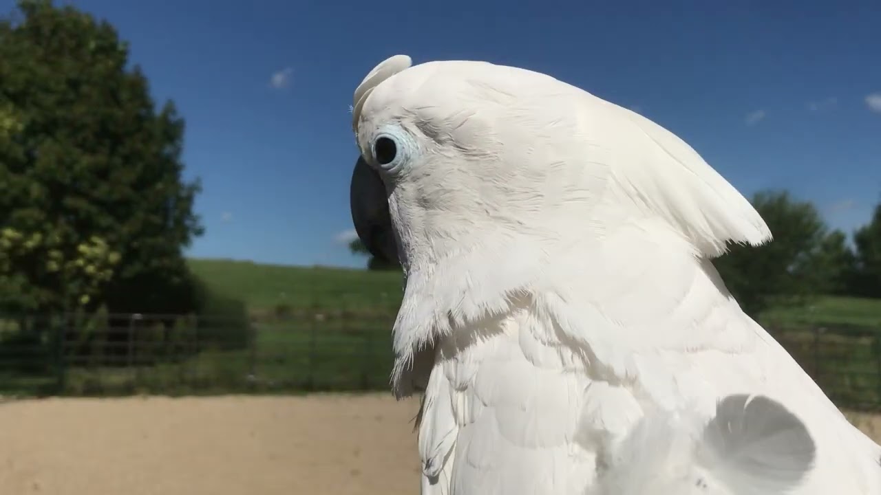 Cockatoo Archives - Spending some time outside always feels good