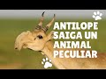 Antlope saiga mini documental