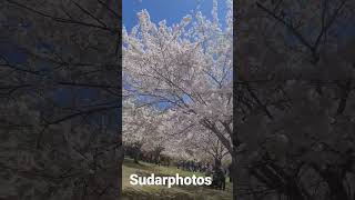 #shorts #cherryblossom