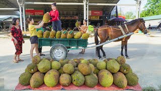 Download Lagu Harvest Lots Of Jackfruit, Use Horse Drawn Cart Loaded with Jackfruit Go To Market Sell MP3 Download Lagu Harvest Lots Of Jackfruit, Use Horse Drawn Cart Loaded with Jackfruit Go To Market Sell MP3
