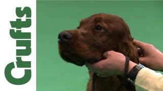 Crufts 2012 - Irish Setter Best of Breed