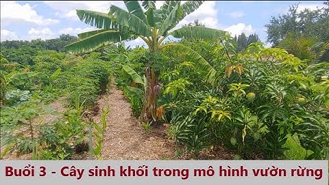 Buổi 3 - Cây sinh khối trong hệ thống vườn rừng