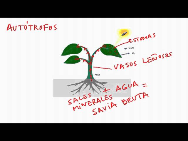 Nutrición de las plantas - YouTube