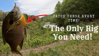 How To Catch Big Panfish From The Bank | Simple Fishing Technique |Catching Monster Bluegill!