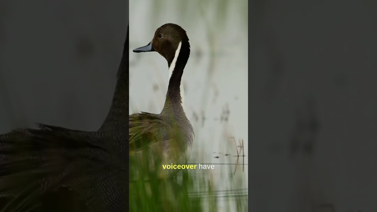 Git Yer New Duck Stamp 