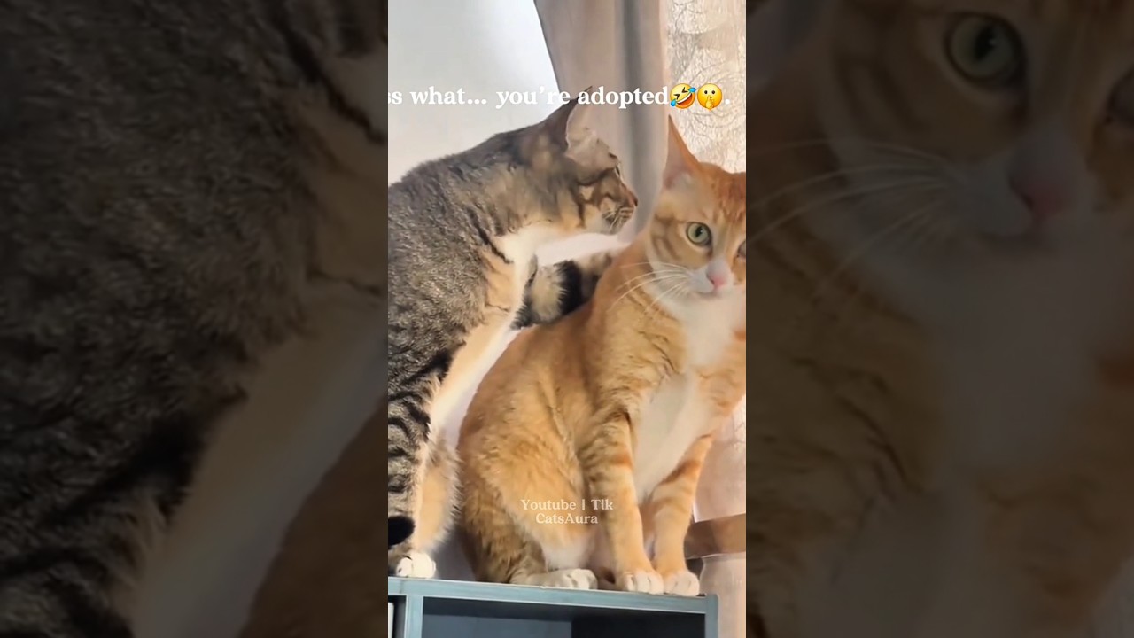 Ctas being cats 🤣 | Click here to watch the full virsion 👆