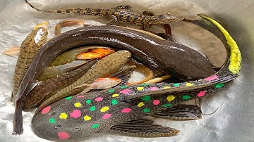 Kem Chanel và mèo hồng bắt được cá trê, cá màu sắc, cá sấu, cá chép, con vịt, con cua thả bể bơi