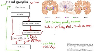 Basal Ganglia  | Nervous system | Step 1 Simplified