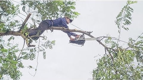 Cưa  cây  ô  môi  nghiêng  vào  nhà  siêu  nhánh  .Cưa  cây  kỷ thuật cao