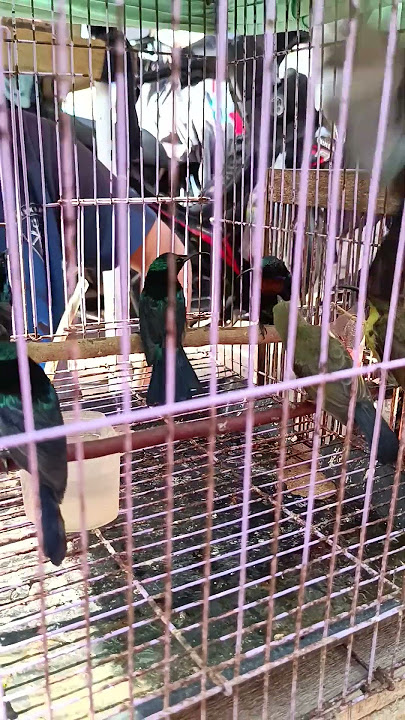 BURUNG KONIN VARIASI HARGA PASAR BURUNG PALEMBANG