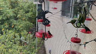 Feeding hummingbirds in the rain in Southern California