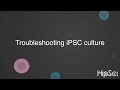 HipSci: Troubleshooting iPSC culture