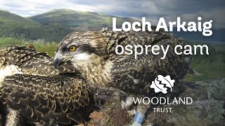 Arkaig osprey siblings scrap over fish - Loch Arkaig Osprey Cam (2020)