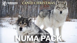 MEET THE NUMA PACK! Canid Christmas at Yamnuska Wolfdog Sanctuary by Yamnuska Wolfdog Sanctuary 409 views 1 year ago 1 minute, 13 seconds