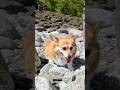 河原をついてくるコーギー / A Corgi following me along the riverbed. #コーギー #corgi