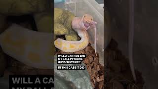THIS ACTUALLY WORKED! TRY IT OUT IF YOUR BALL PYTHON IS ON A HUNGER STRIKE!