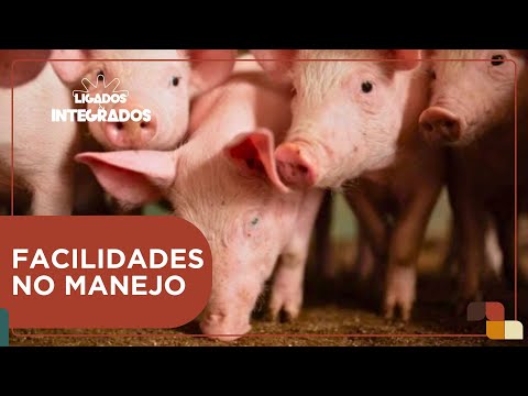 Quais inovações tecnológicas podem otimizar a produção de suínos? | Ligados & Integrados - 02/10/24