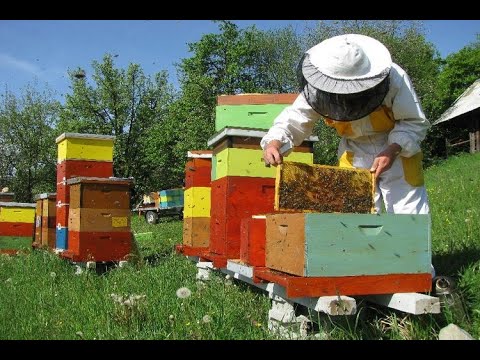 Video: Držanje Pčela U Ležaljkama