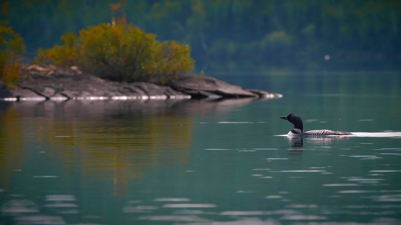 Loon Youtube Lullaby for a Loon - YouTube