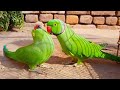 Green parrot  love  merrige  love birds   parrot market  beautiful birds  mehar birds