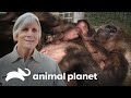 Equipe realiza cesariana para nascimento de gorila | O Zoológico de San Diego | Animal Planet Brasil