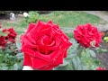 Шикарные красные розы на кустах🌹🌹🌹👍👌