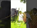 சக்தி💢காரி வெறித்தமான காளை😈#massentry #jallikattu #whatsappstatus