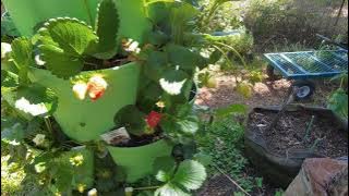 Download lagu Greenstalk Did It Survive the Deluge