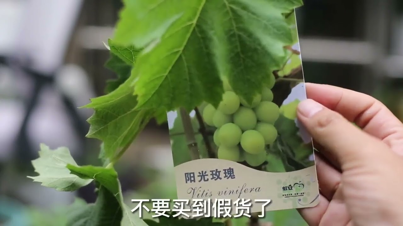 阳台也能种葡萄 园艺师教你 种阳光玫瑰葡萄树 注意别买到假货 Youtube 阳台也能种葡萄 园艺师教你 种阳光玫瑰葡萄树 注意别买到假货 Youtube